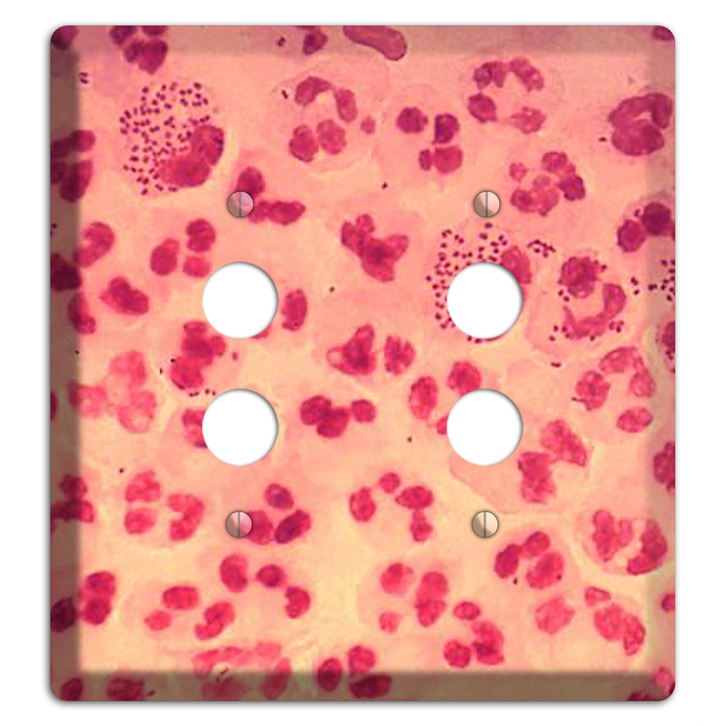 Gonococcal Urethritis 2 Pushbutton Wallplate