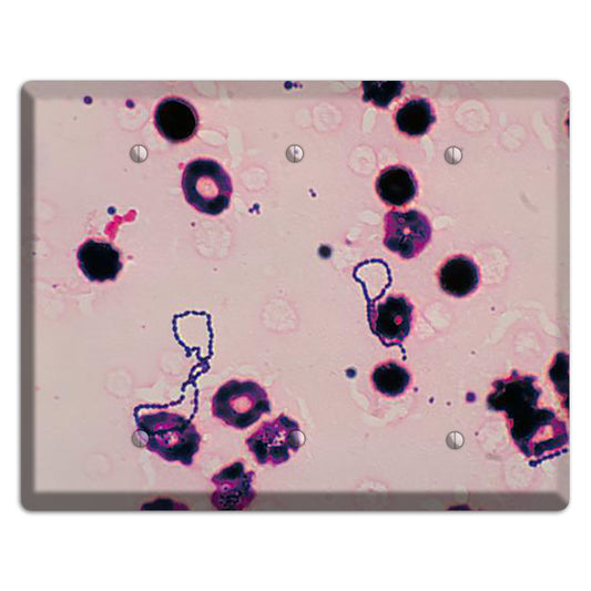 Streptococcus Viridans 3 Blank Wallplate