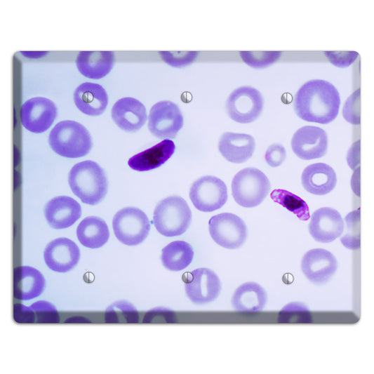 Plasmodium Falciparum 3 Blank Wallplate