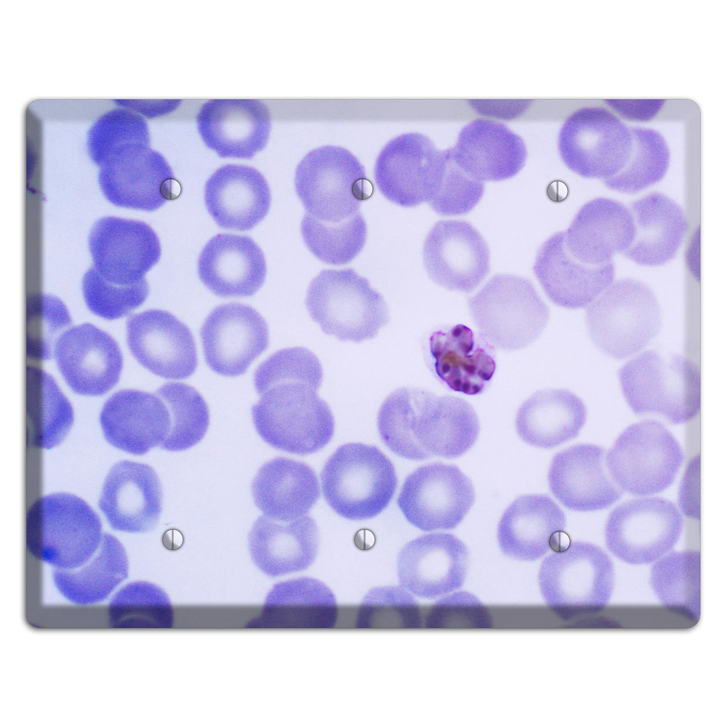 Plasmodium Malariae Schizont 3 Blank Wallplate