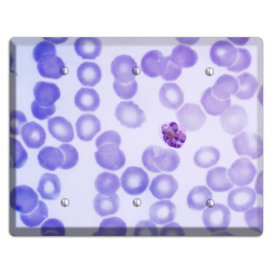 Plasmodium Malariae Schizont 3 Blank Wallplate