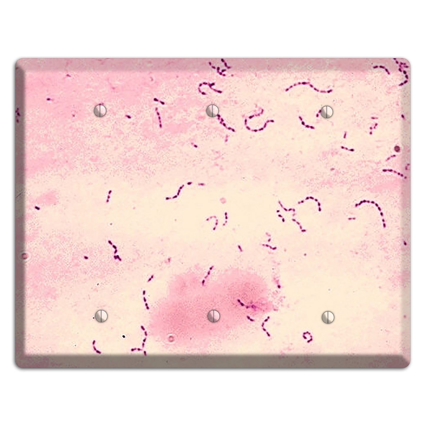 Streptococcus Mutans 3 Blank Wallplate