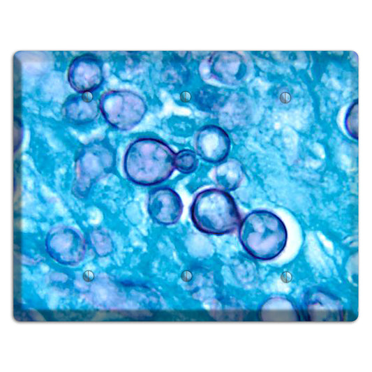 Histoplasma Capsulatum Duboisii 3 Blank Wallplate