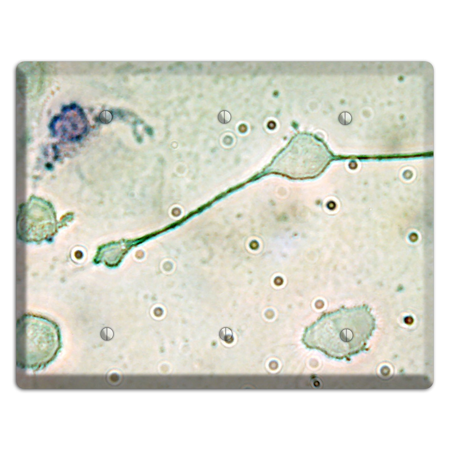 Macrophage 3 Blank Wallplate