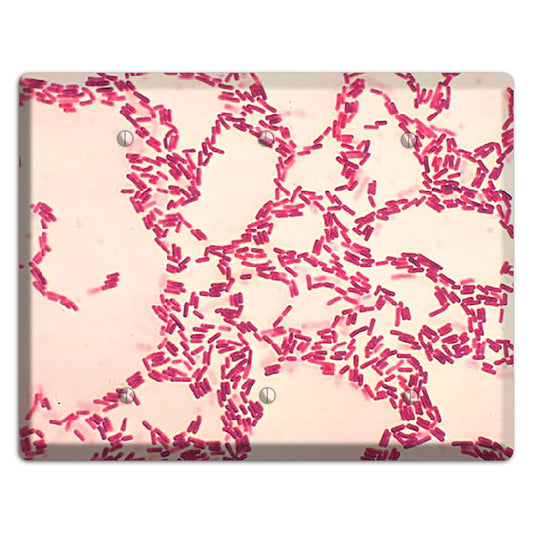 Bacillus Coagulans 3 Blank Wallplate