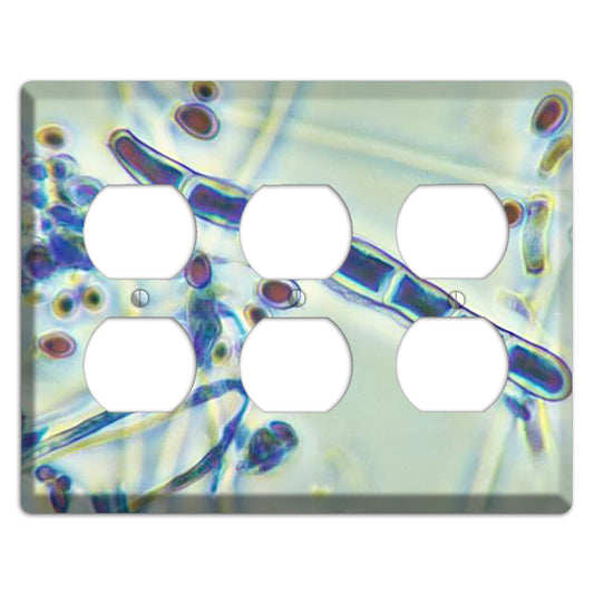 Trichophyton Rubrum Var Rodhaini 3 Duplex Wallplate