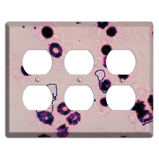 Streptococcus Viridans 3 Duplex Wallplate