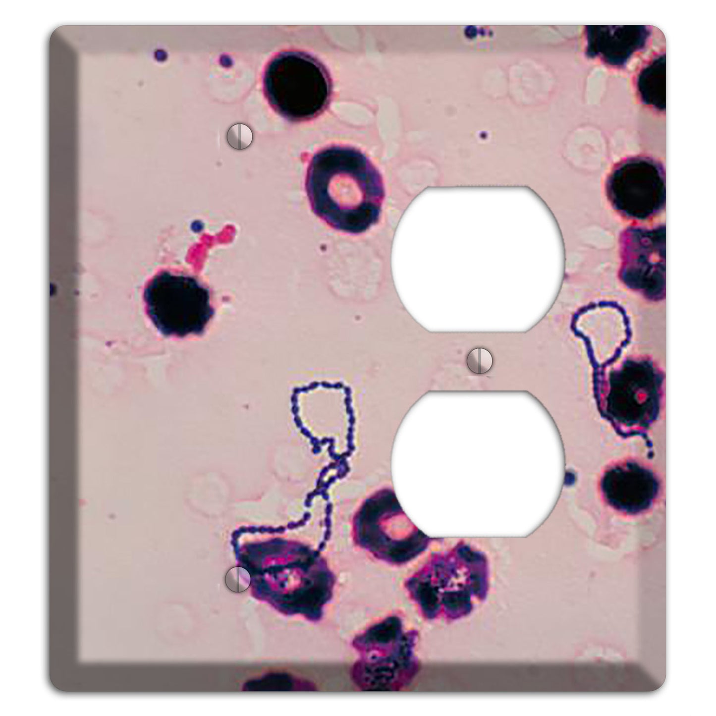 Streptococcus Viridans Blank / Duplex Wallplate