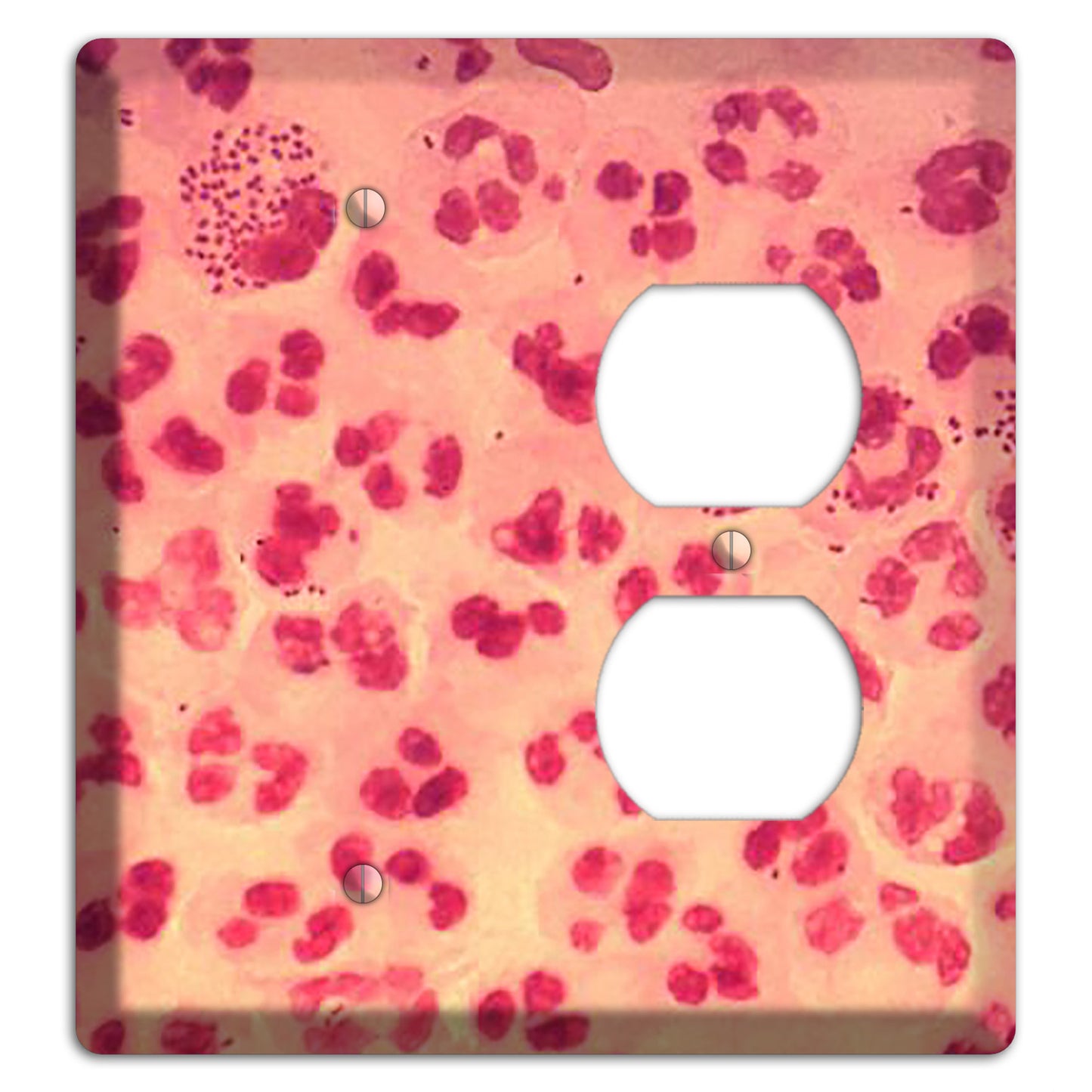 Gonococcal Urethritis Blank / Duplex Wallplate