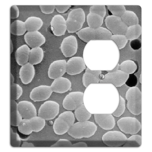 Entercoccus Blank / Duplex Wallplate