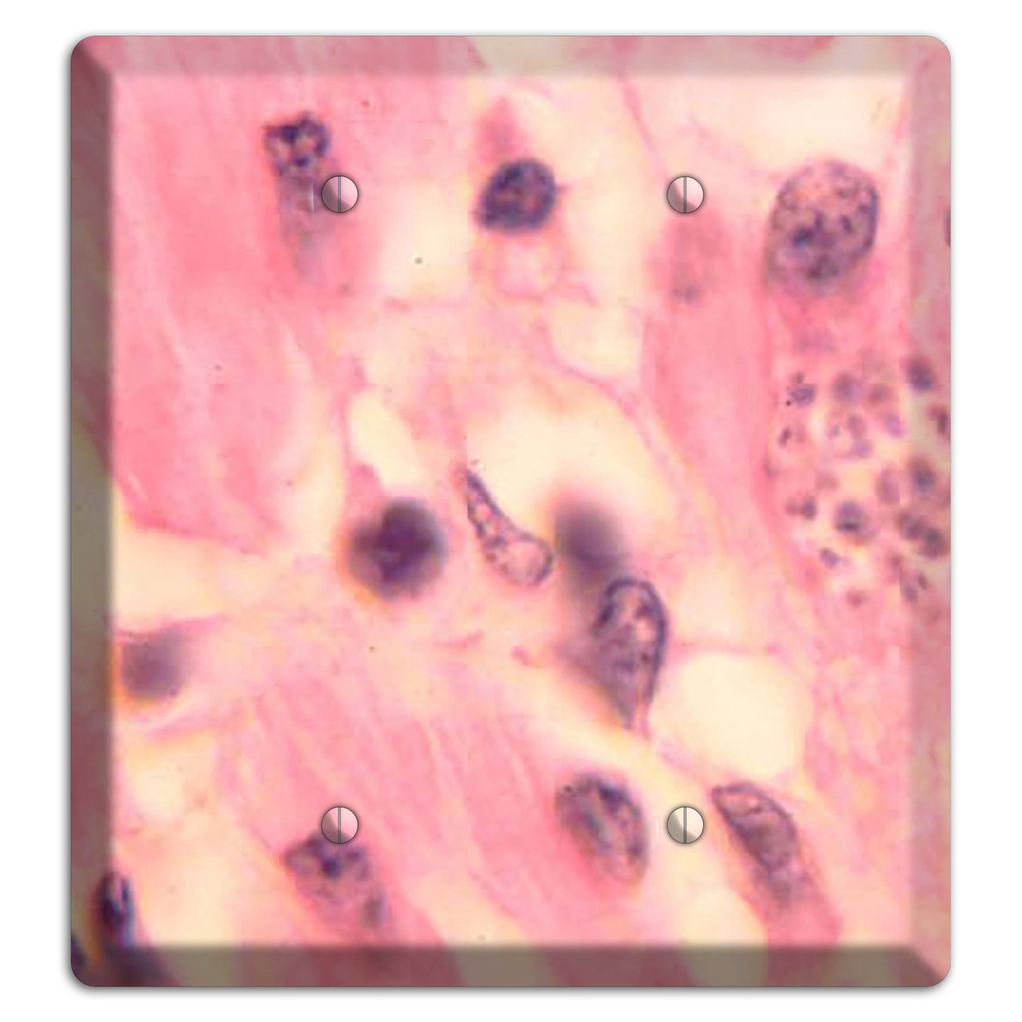 Trypanosoma Cruzi Heart 2 Blank Wallplate