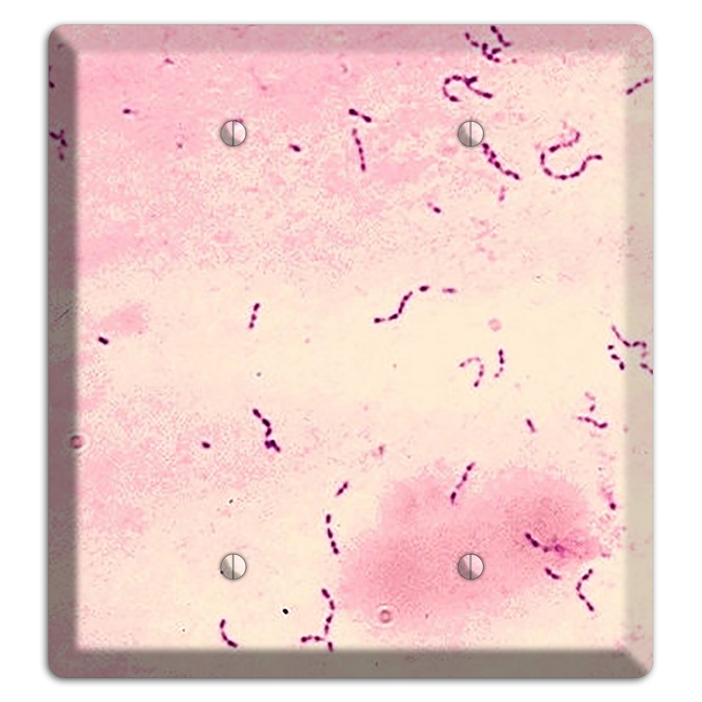 Streptococcus Mutans 2 Blank Wallplate