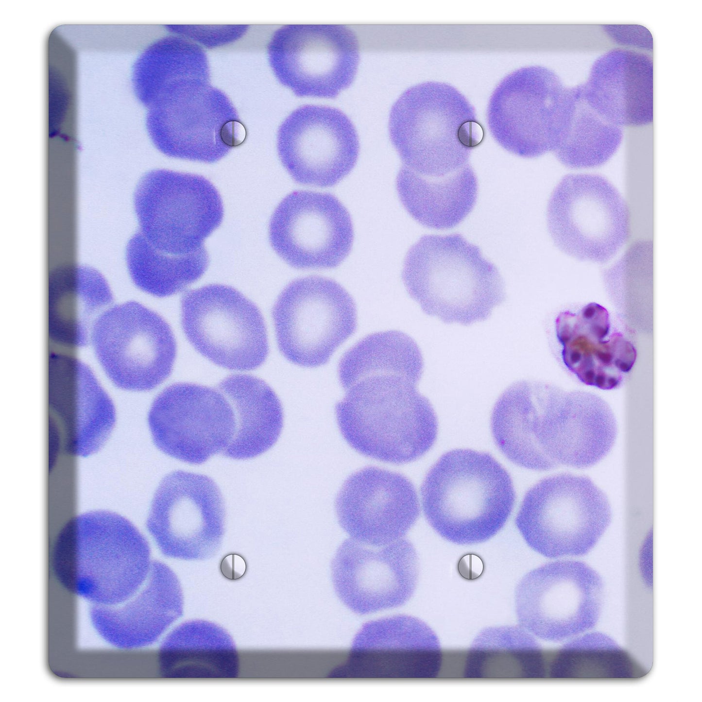 Plasmodium Malariae Schizont 2 Blank Wallplate