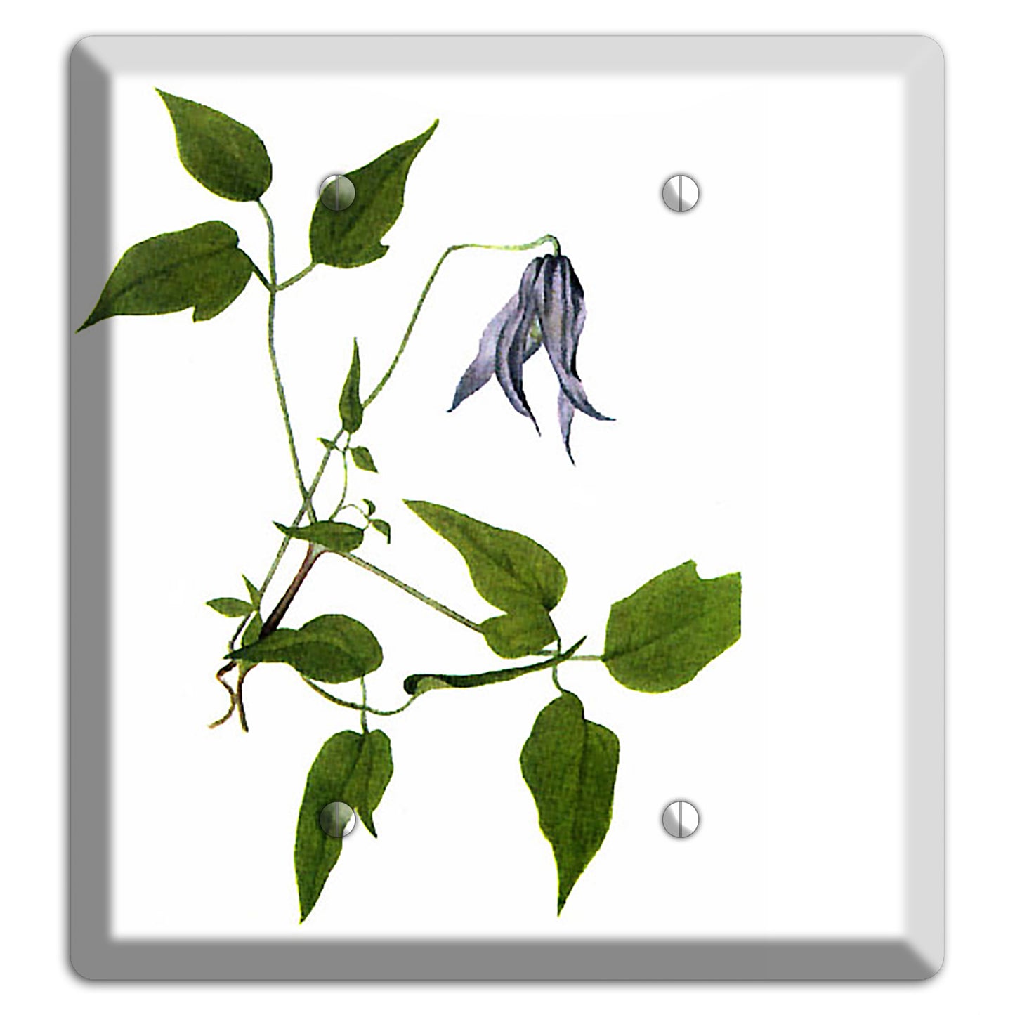 Clematis Columbiana 2 Blank Wallplate