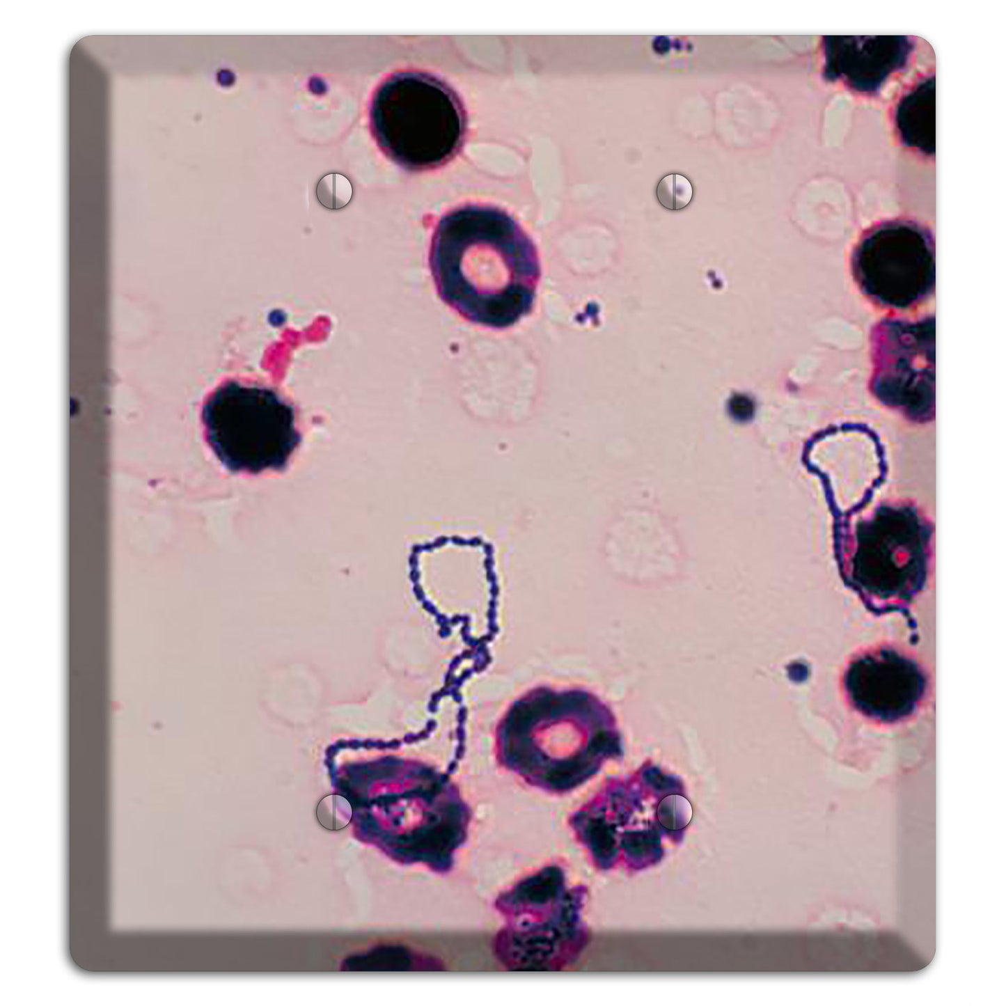 Streptococcus Viridans 2 Blank Wallplate