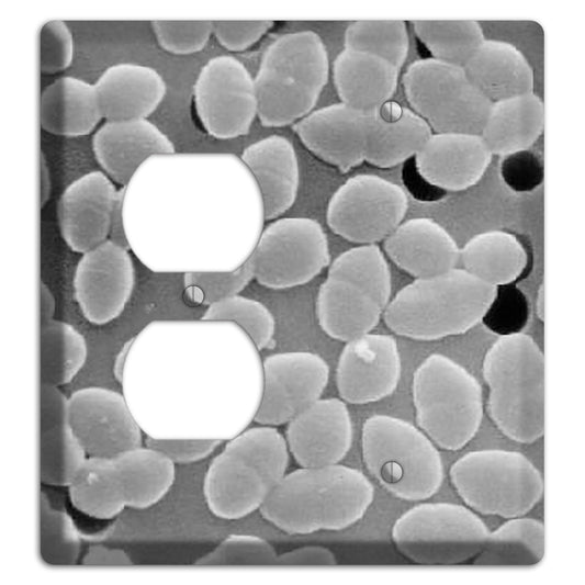 Entercoccus Duplex / Blank Wallplate