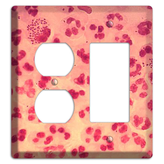 Gonococcal Urethritis Duplex / Rocker Wallplate