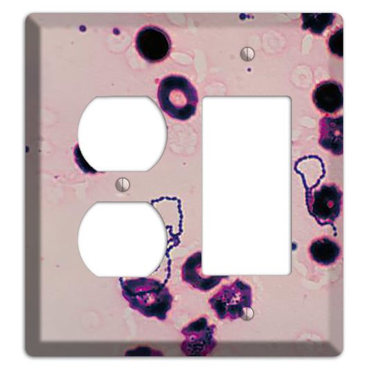 Streptococcus Viridans Duplex / Rocker Wallplate