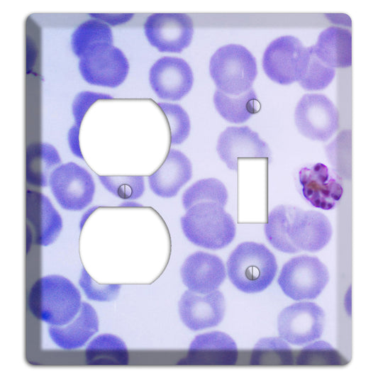 Plasmodium Malariae Schizont Duplex / Toggle Wallplate