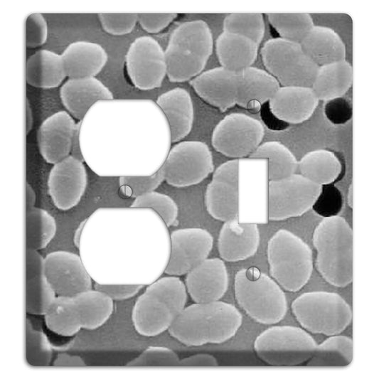 Entercoccus Duplex / Toggle Wallplate