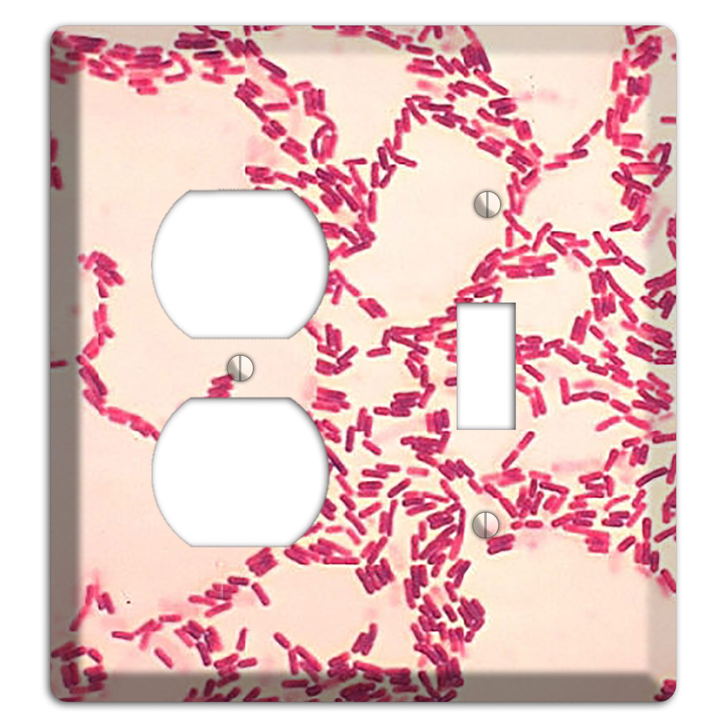 Bacillus Coagulans Duplex / Toggle Wallplate