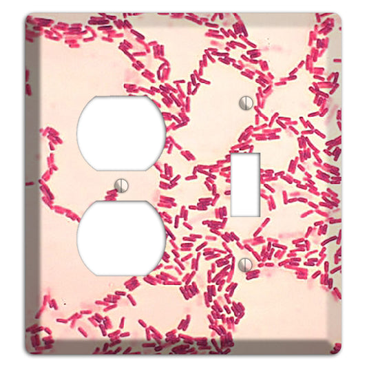 Bacillus Coagulans Duplex / Toggle Wallplate