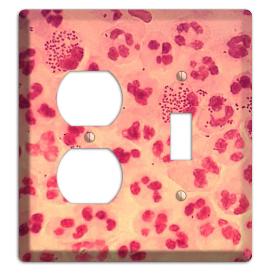 Gonococcal Urethritis Duplex / Toggle Wallplate