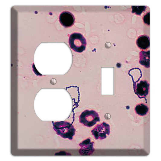 Streptococcus Viridans Duplex / Toggle Wallplate