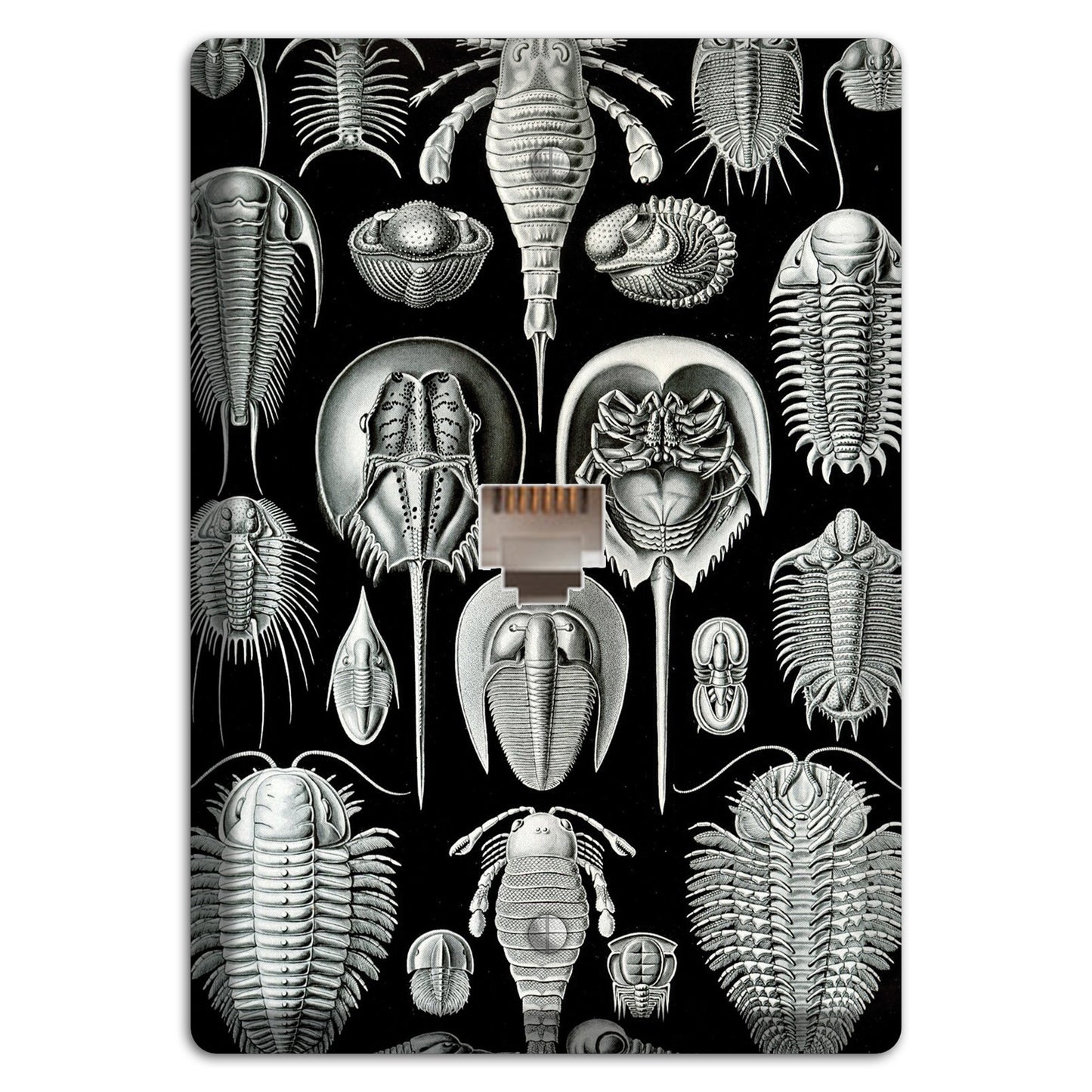 Haeckel - Aspidonia Phone Wallplate