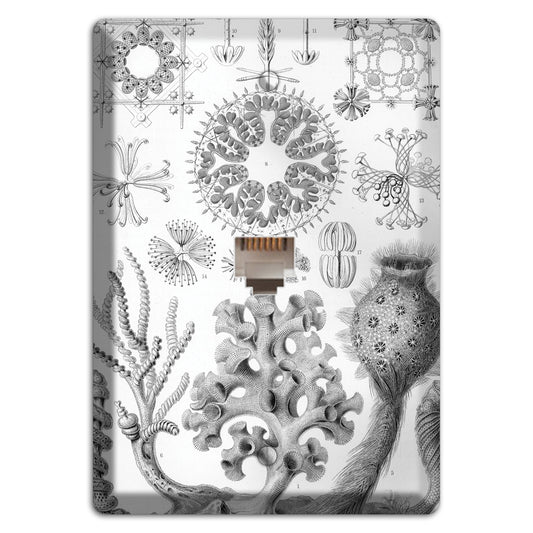 Haeckel - Hexactinellae Phone Wallplate