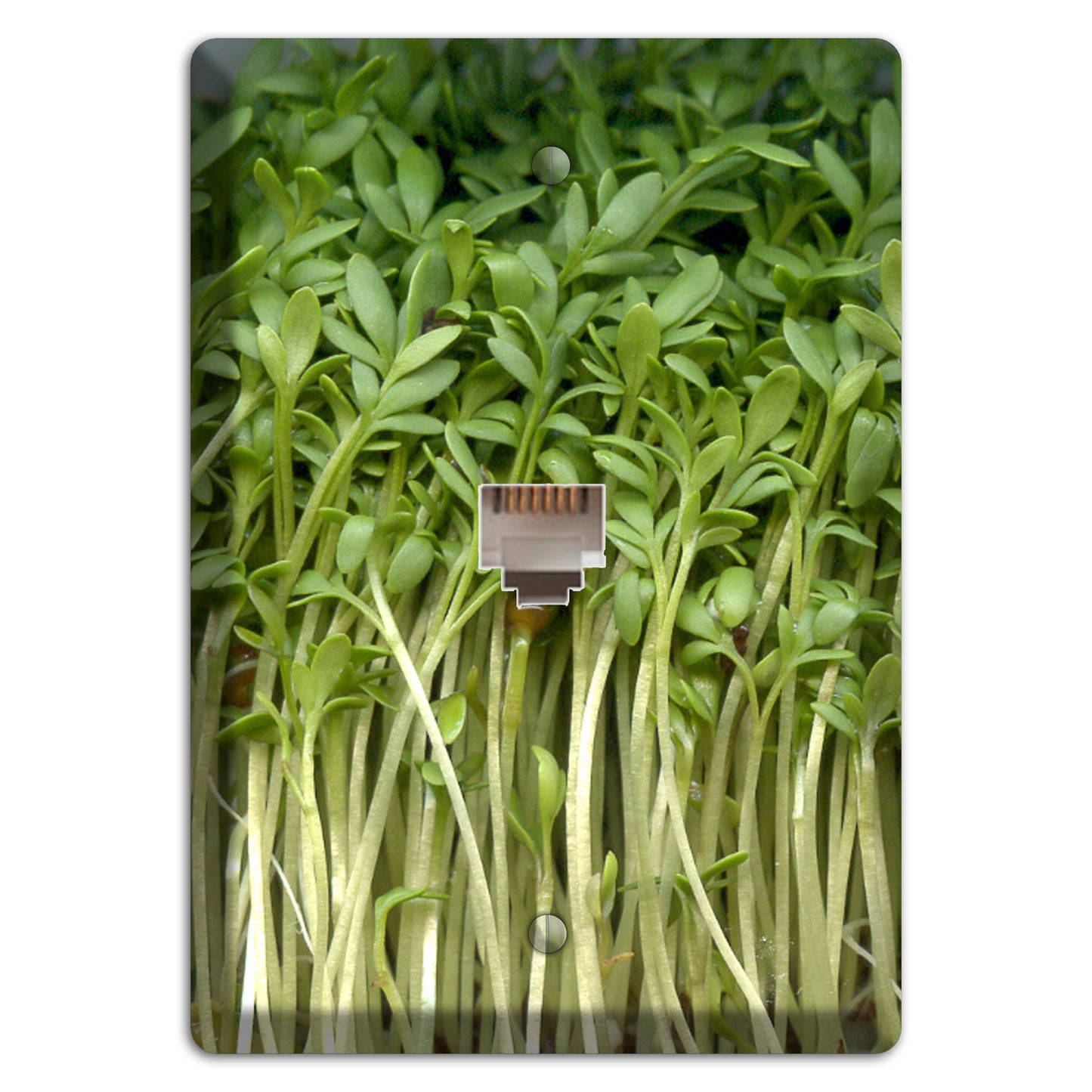 Sprouts Phone Wallplate