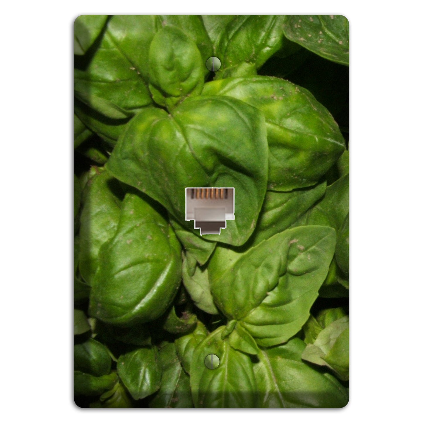 Basil Phone Wallplate