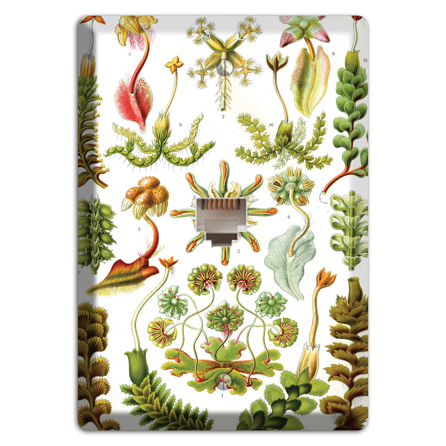 Haeckel - Hepaticae Phone Wallplate