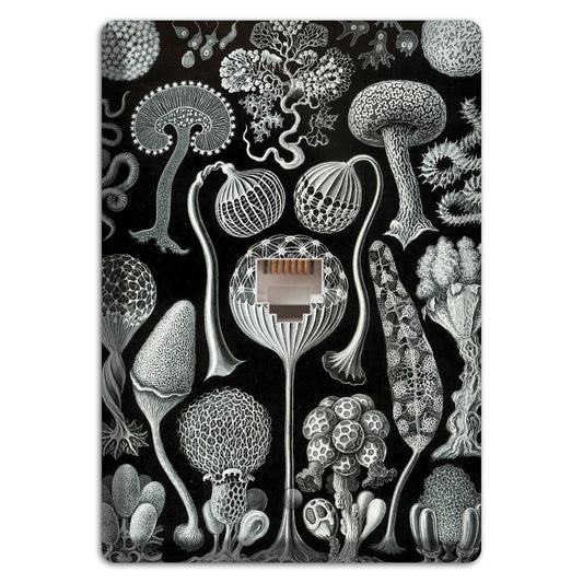 Haeckel - Mycetozoa Phone Wallplate