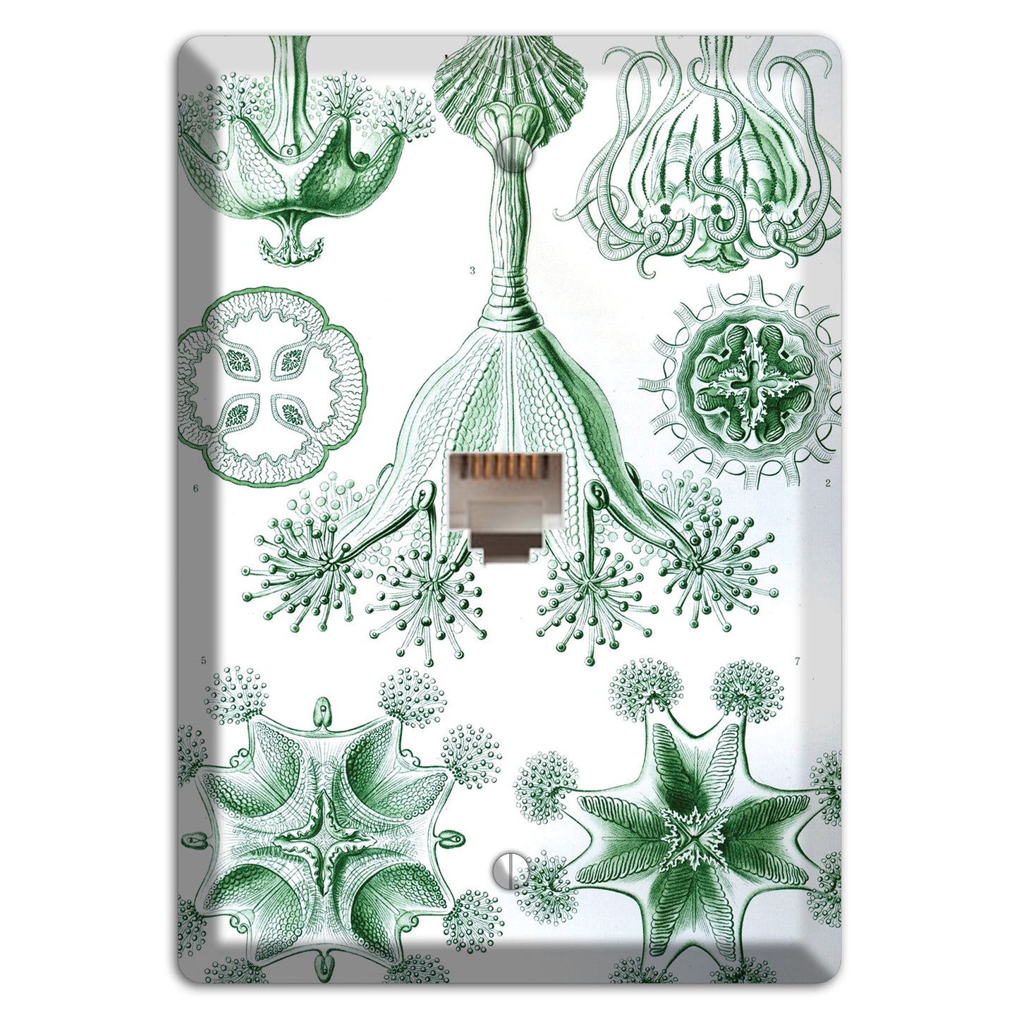 Haeckel - Stauromedusae Phone Wallplate