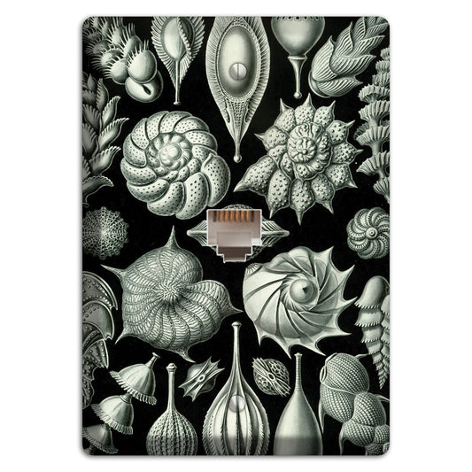 Haeckel - Thalamophora Phone Wallplate