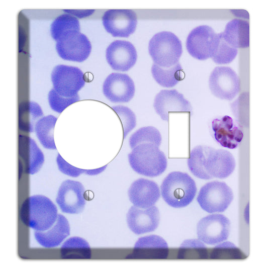 Plasmodium Malariae Schizont Receptacle / Toggle Wallplate