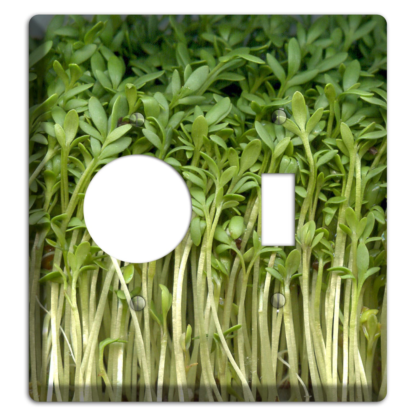 Sprouts Receptacle / Toggle Wallplate