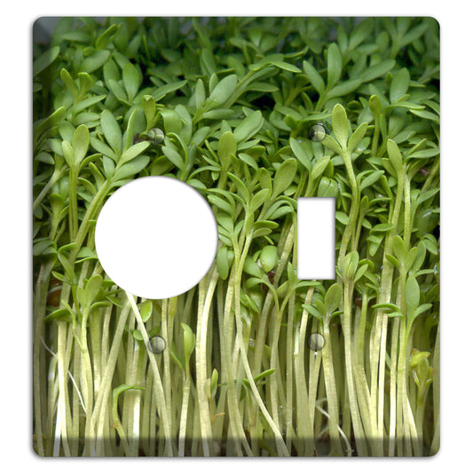 Sprouts Receptacle / Toggle Wallplate