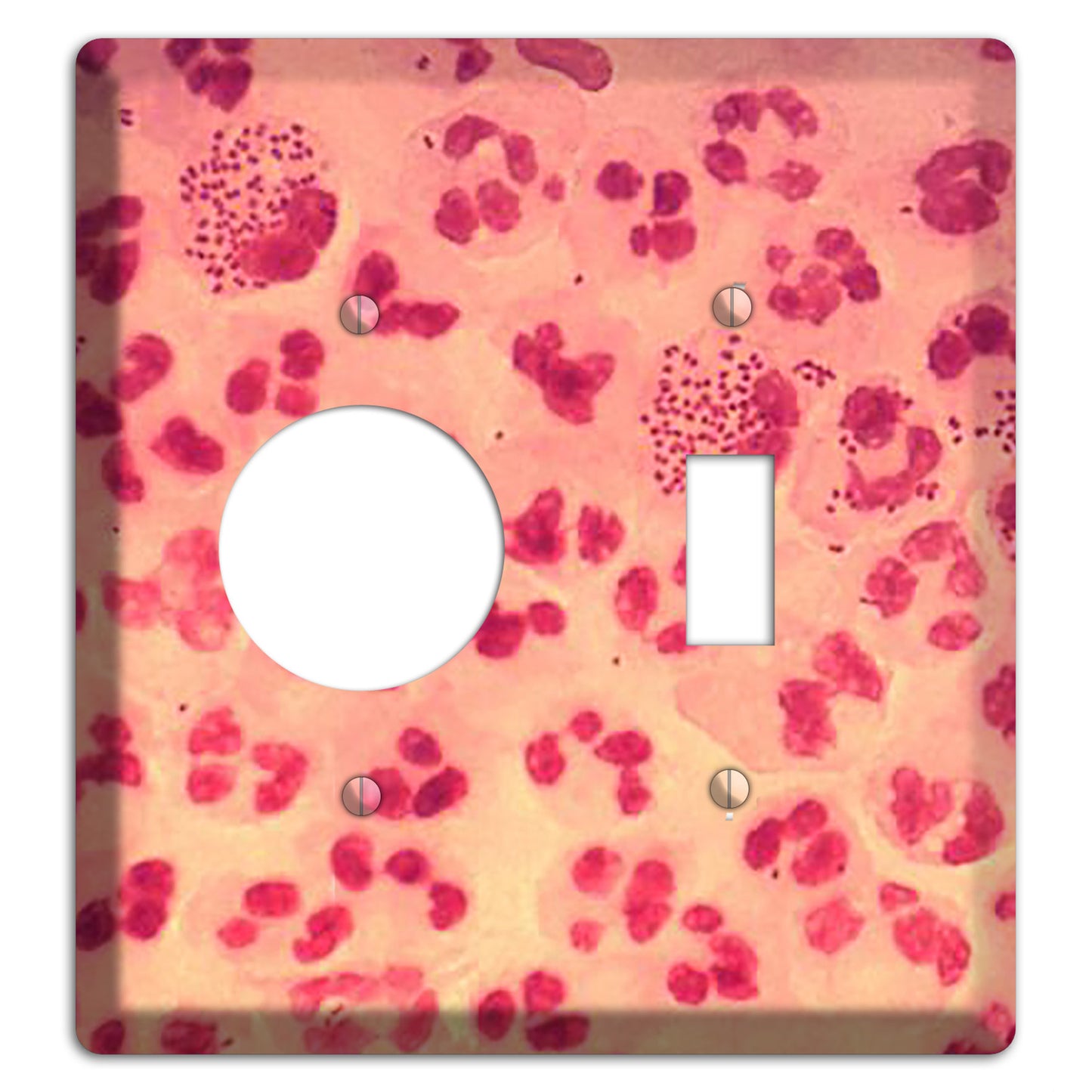 Gonococcal Urethritis Receptacle / Toggle Wallplate