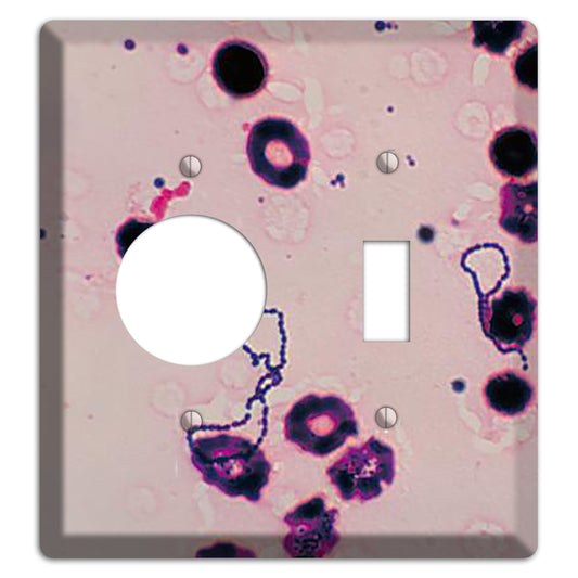 Streptococcus Viridans Receptacle / Toggle Wallplate