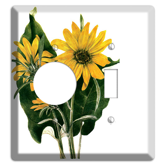 Balsamorhiza Sagittata Receptacle / Toggle Wallplate