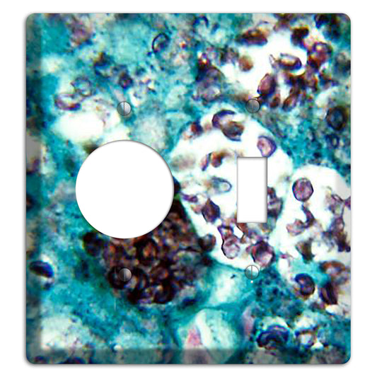 Histoplasmosis Capsulatum Receptacle / Toggle Wallplate