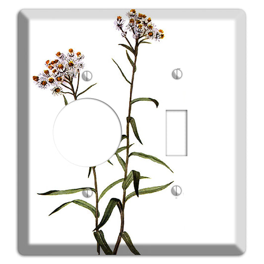 Anaphalis Margoritacea Receptacle / Toggle Wallplate