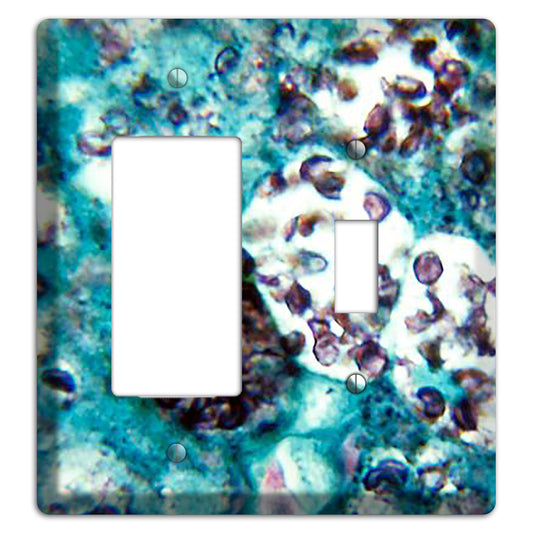 Histoplasmosis Capsulatum Rocker / Toggle Wallplate