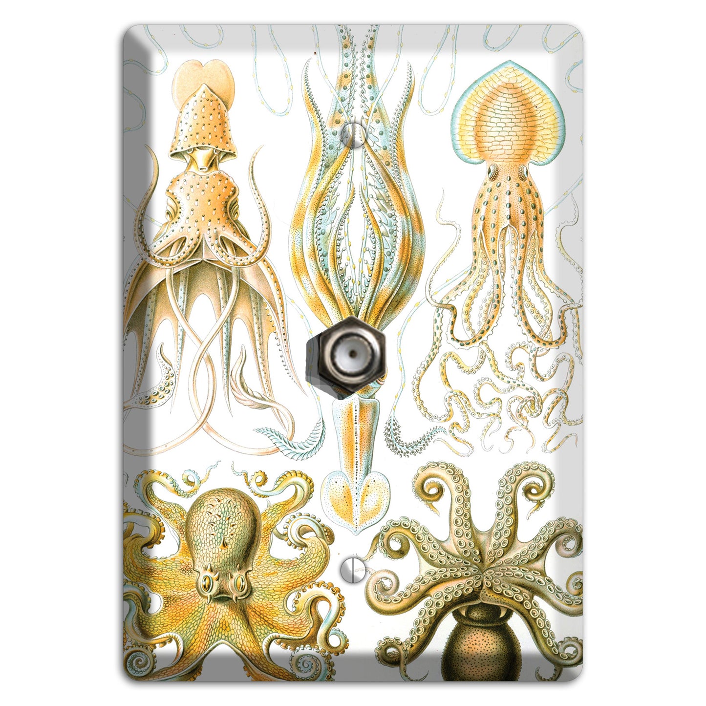 Haeckel - Gamochonia Cable Wallplate