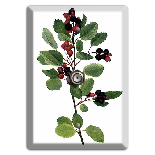 Amelanchier Ainifolia Cable Wallplate