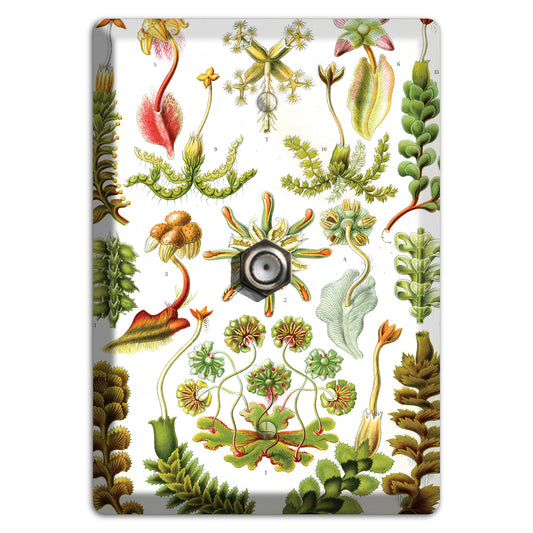 Haeckel - Hepaticae Cable Wallplate