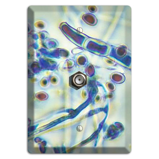 Trichophyton Rubrum Var Rodhaini Cable Wallplate