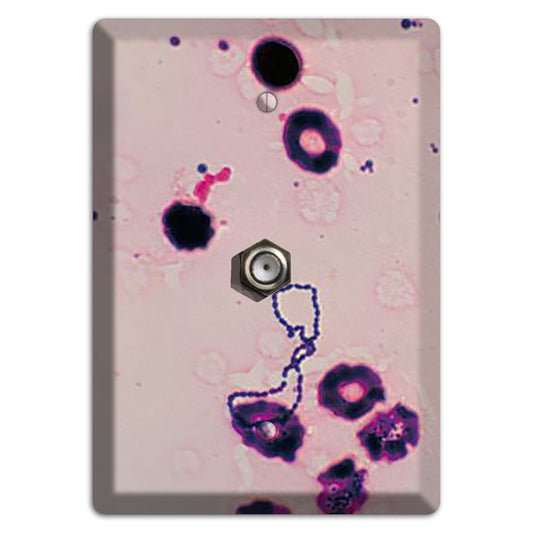 Streptococcus Viridans Cable Wallplate